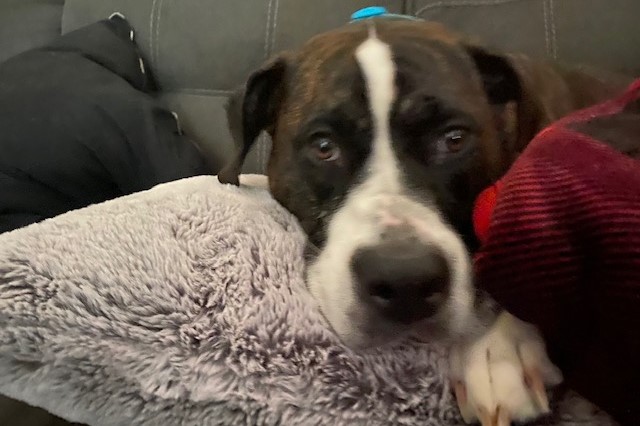 american bull dog