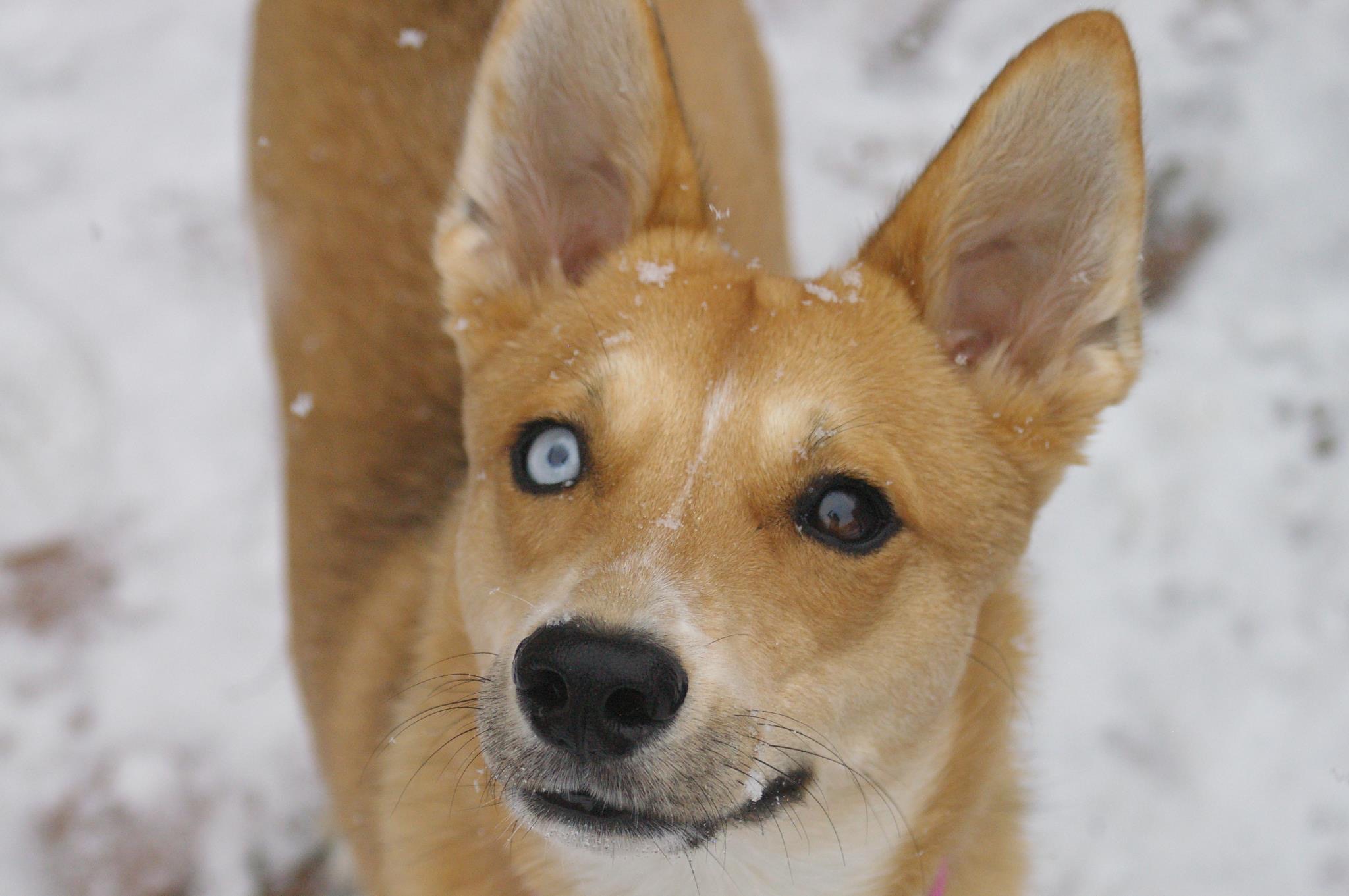 Husky