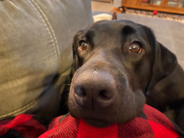 BLACK LAB ON COUCH