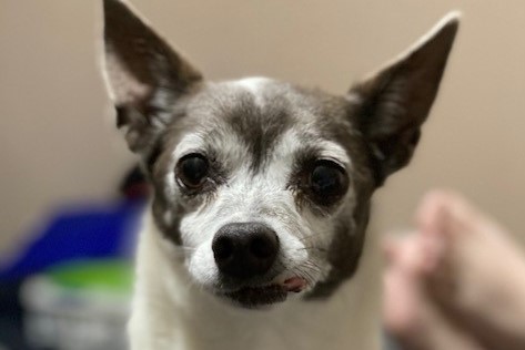 chihuahua